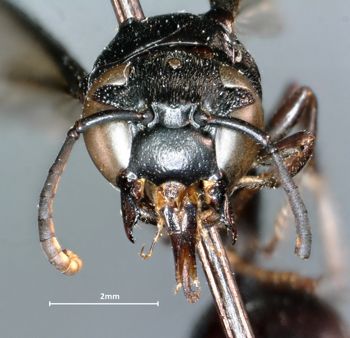 Media type: image;   Entomology 31089 Aspect: head frontal view